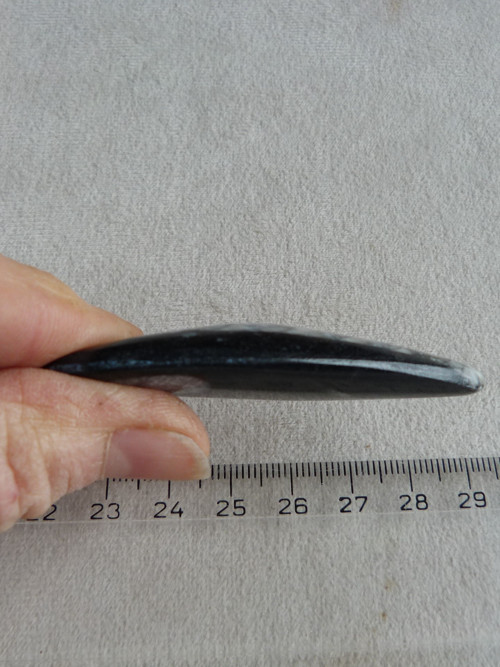 Orthoceras vrtaný - 6,7 cm — foto 6