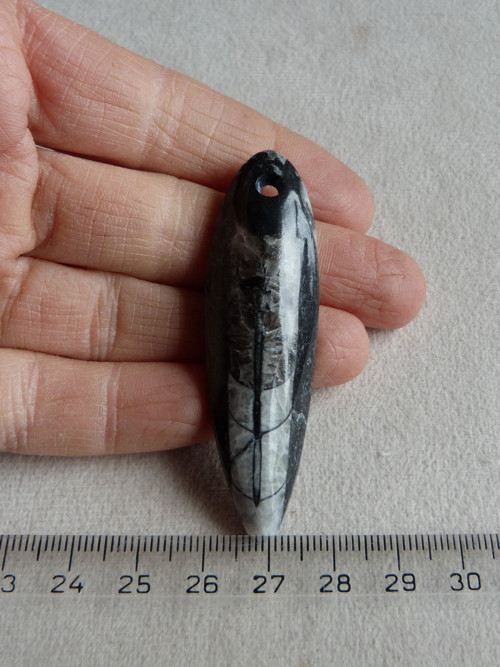Orthoceras vrtaný - 6,4 cm — foto 2