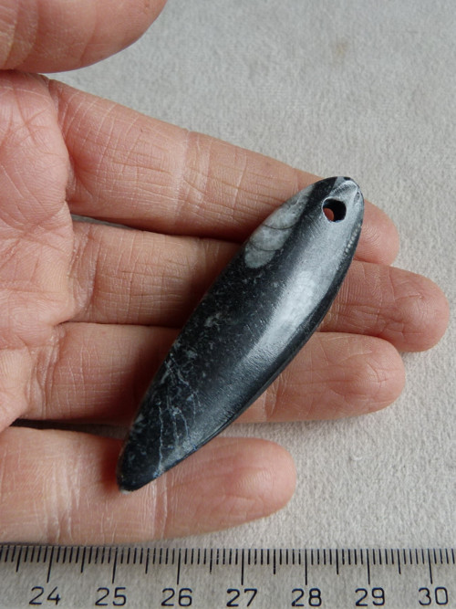 Orthoceras vrtaný - 6,4 cm — foto 3