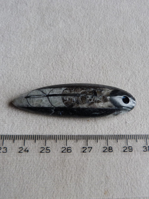 Orthoceras vrtaný - 6,4 cm — foto 5