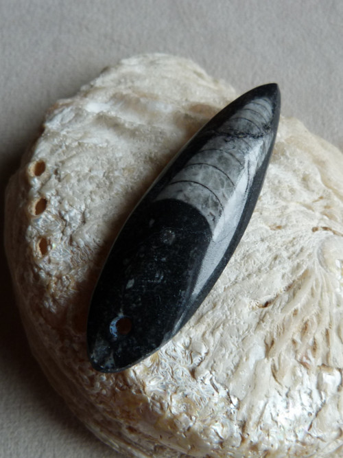 Orthoceras vrtaný - 6,8 cm — foto 3