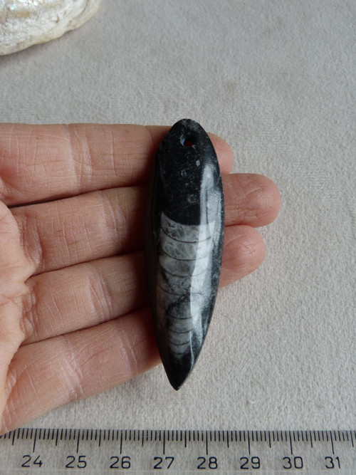 Orthoceras vrtaný - 6,8 cm — foto 2