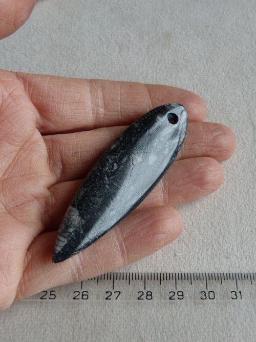 Orthoceras vrtaný - 6,8 cm — foto 5