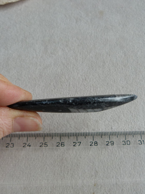 Orthoceras vrtaný - 6,8 cm — foto 6