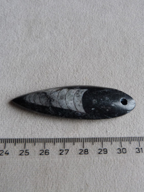 Orthoceras vrtaný - 6,8 cm — foto 4