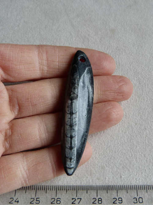 Orthoceras vrtaný - 6,5 cm — foto 2