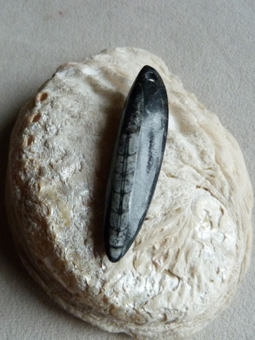 Orthoceras vrtaný - 6,5 cm — foto 3