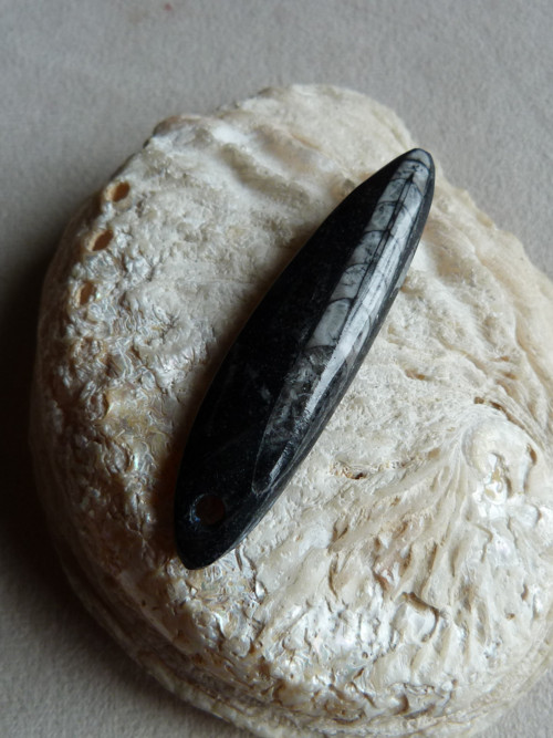 Orthoceras vrtaný - 6,5 cm — foto 4