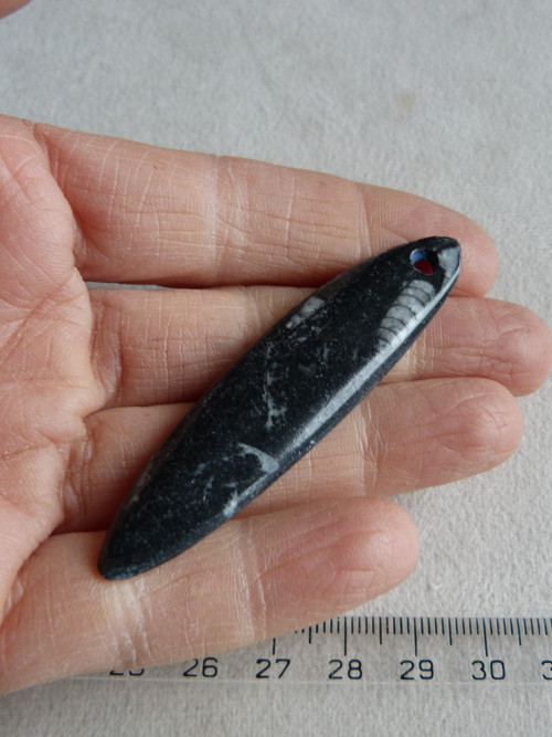 Orthoceras vrtaný - 6,5 cm — foto 6