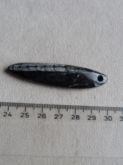 Orthoceras vrtaný - 6,5 cm — foto 5