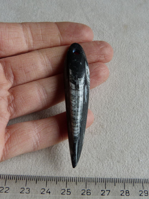 Orthoceras vrtaný - 7 cm — foto 2