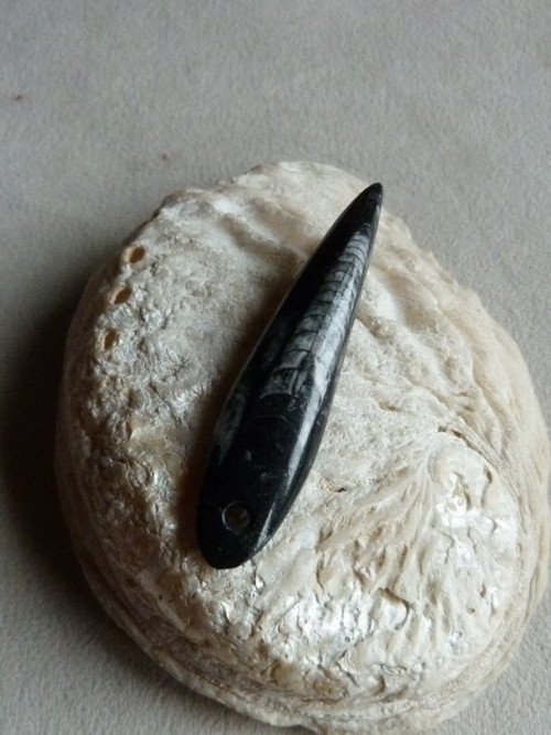 Orthoceras vrtaný - 7 cm — foto 3