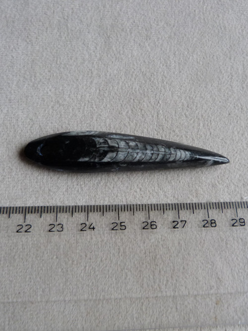 Orthoceras vrtaný - 7 cm — foto 4