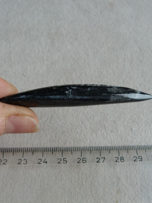 Orthoceras vrtaný - 7 cm — foto 6