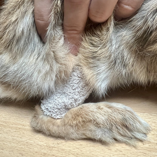 Pár ponožek pro králíka — foto 3