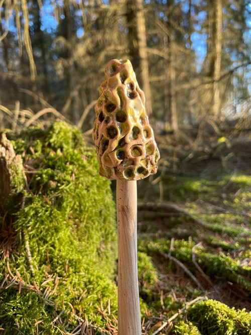 Houby, houbičky — foto 4