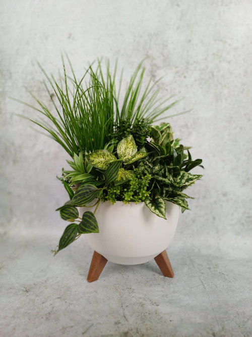Bílý kotlík se zelení — foto 3
