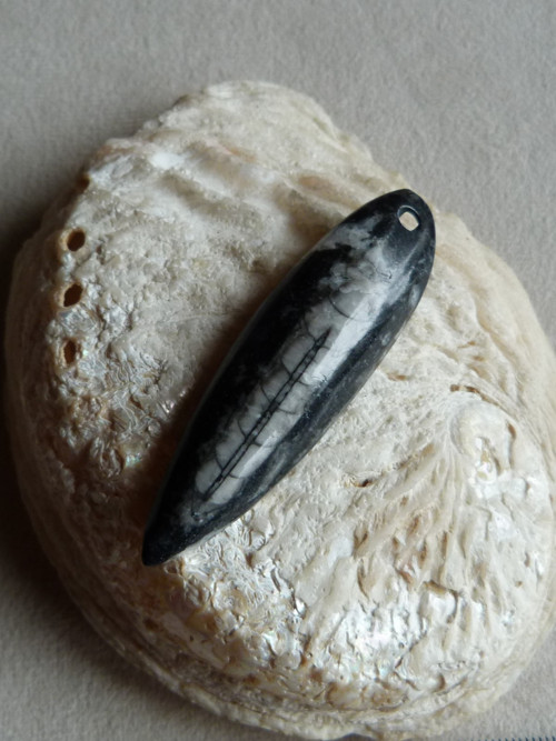 Orthoceras vrtaný - 6,5 cm — foto 3