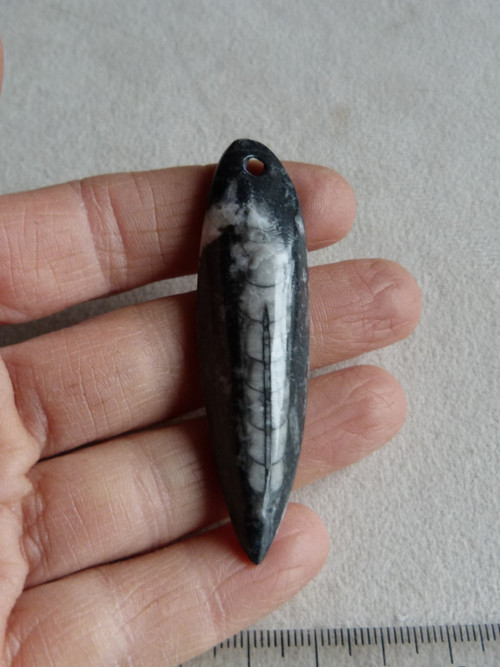 Orthoceras vrtaný - 6,5 cm — foto 2
