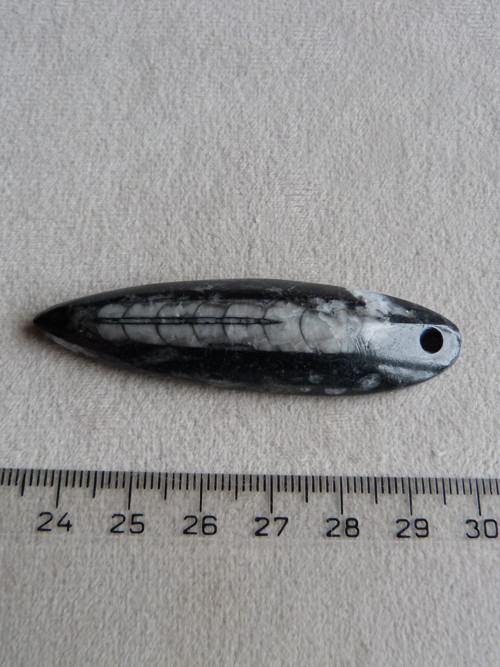 Orthoceras vrtaný - 6,5 cm — foto 4