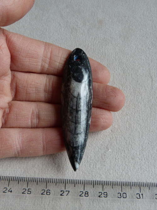 Orthoceras vrtaný - 7 cm — foto 2