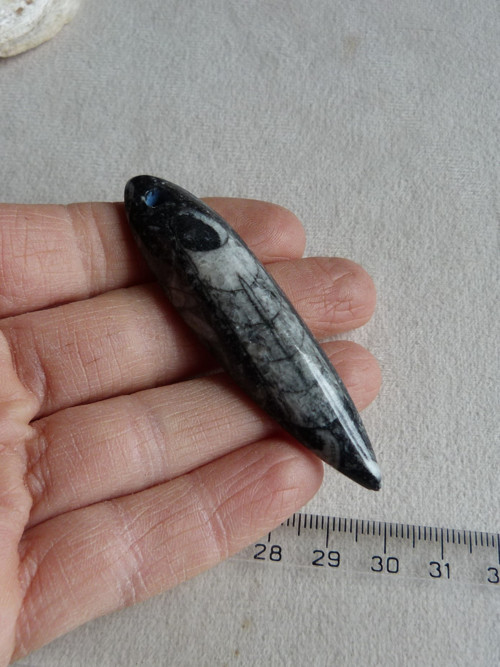 Orthoceras vrtaný - 7 cm — foto 3