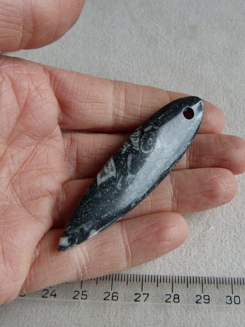 Orthoceras vrtaný - 7 cm — foto 6