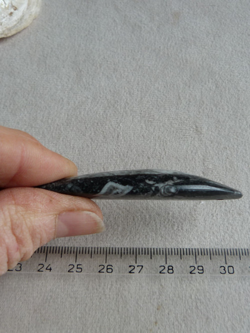 Orthoceras vrtaný - 7 cm — foto 5