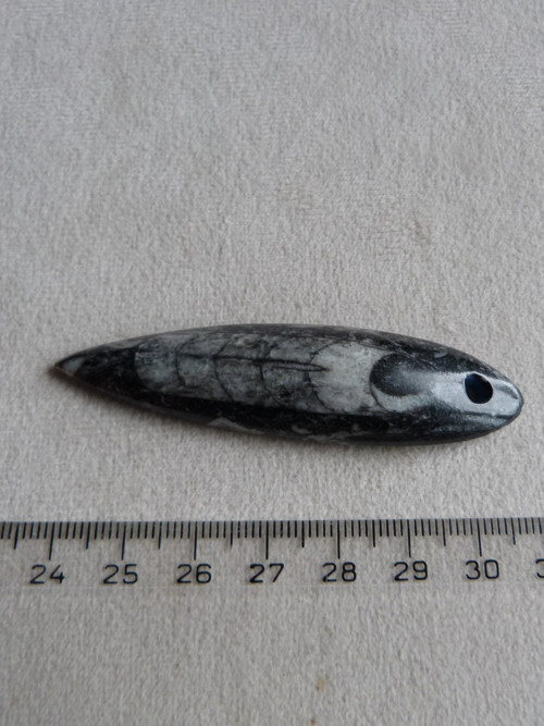 Orthoceras vrtaný - 7 cm — foto 4