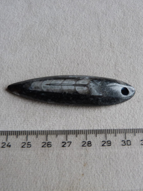 Orthoceras vrtaný - 7 cm — foto 4