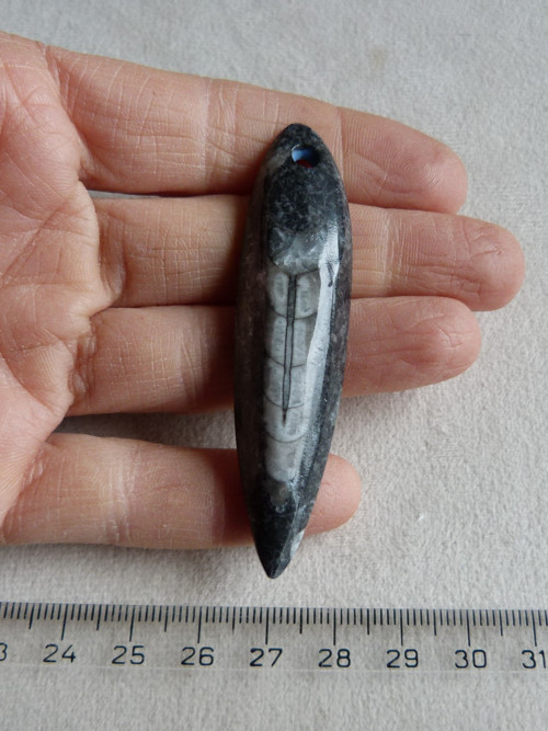 Orthoceras vrtaný - 7 cm — foto 2