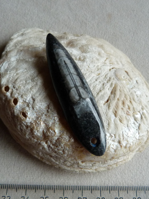 Orthoceras vrtaný - 7 cm — foto 3