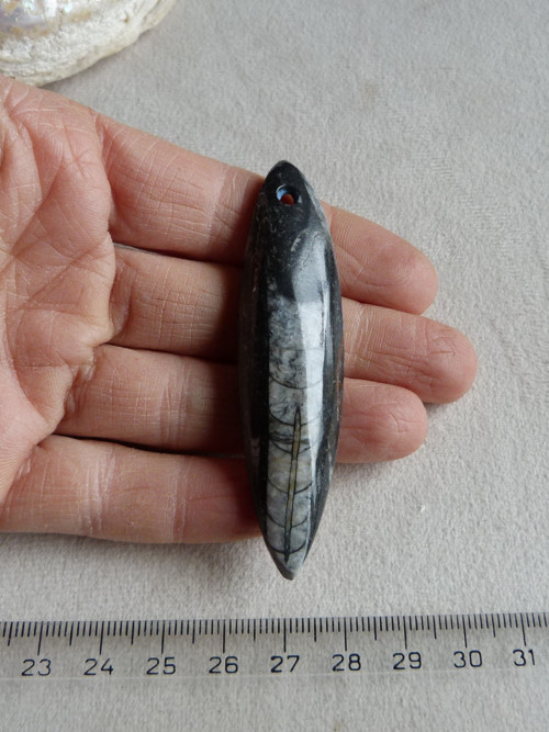 Orthoceras vrtaný - 7,4 cm — foto 3