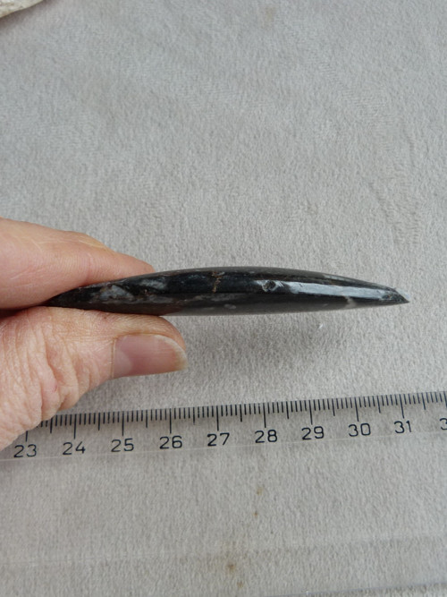 Orthoceras vrtaný - 7,4 cm — foto 5