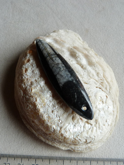 Orthoceras vrtaný - 7,4 cm — foto 2