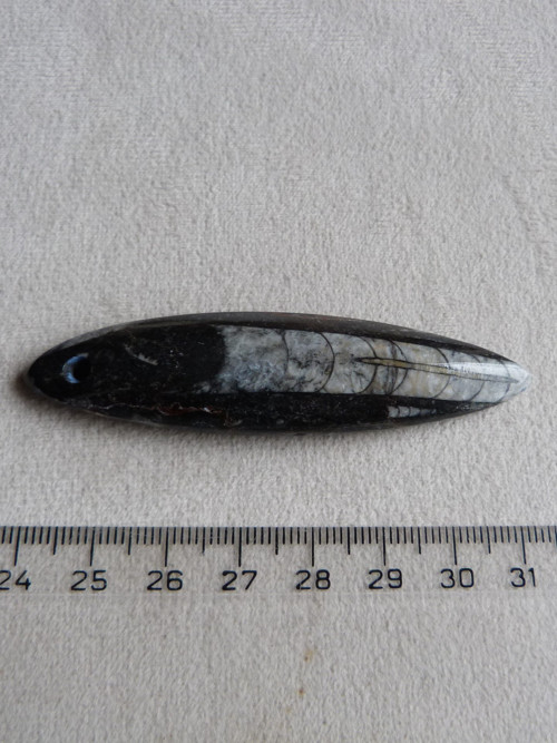Orthoceras vrtaný - 7,4 cm — foto 4