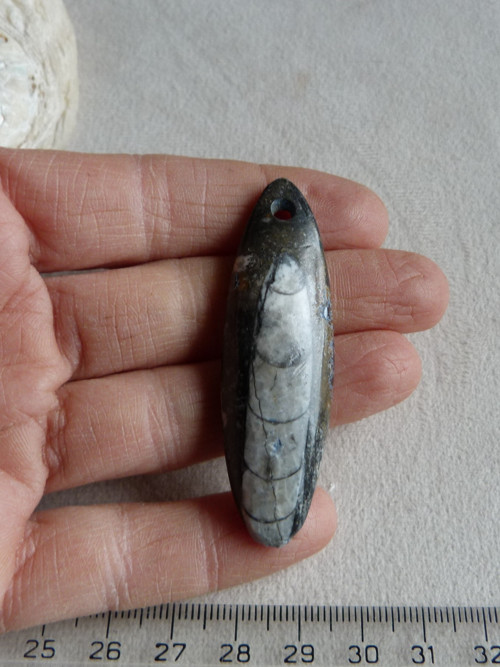 Orthoceras vrtaný - 6,1 cm — foto 2