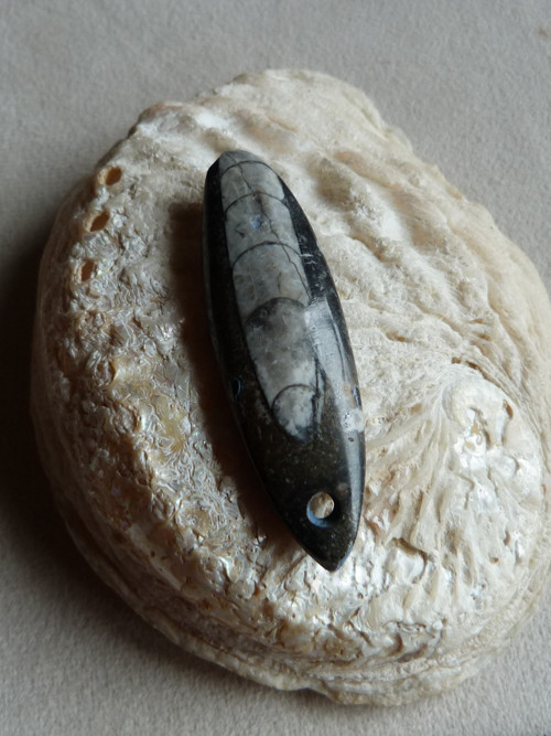 Orthoceras vrtaný - 6,1 cm — foto 3