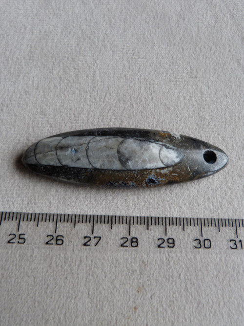 Orthoceras vrtaný - 6,1 cm — foto 4