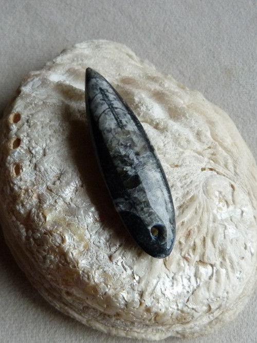 Orthoceras vrtaný - 6 cm — foto 2