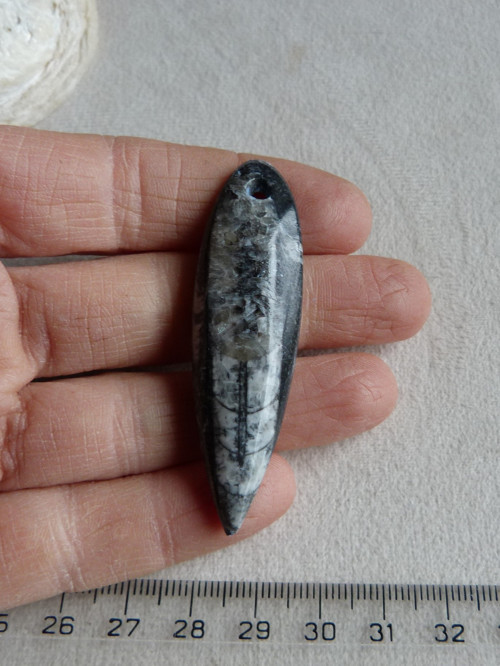 Orthoceras vrtaný - 6 cm — foto 3