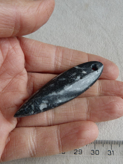 Orthoceras vrtaný - 6 cm — foto 5
