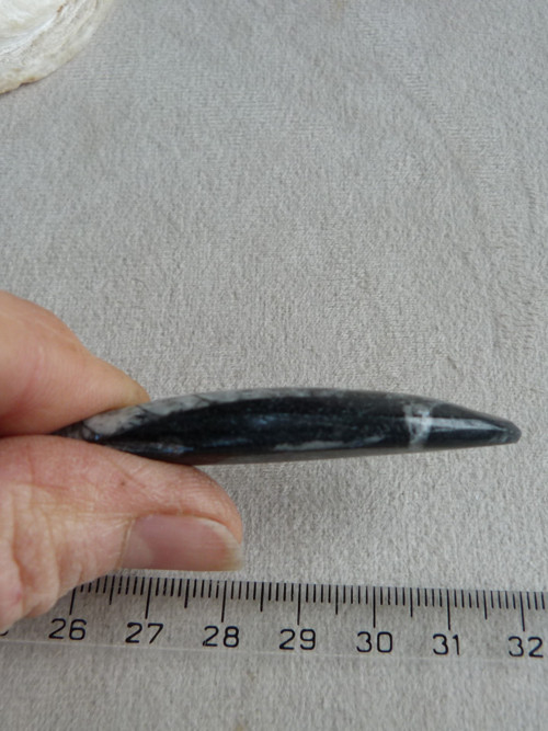 Orthoceras vrtaný - 6 cm — foto 6