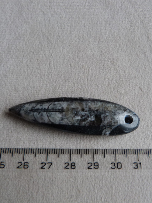 Orthoceras vrtaný - 6 cm — foto 4