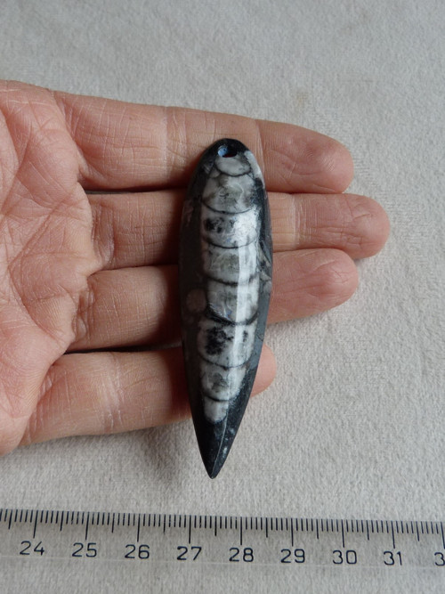 Orthoceras vrtaný - 7,4 cm — foto 2