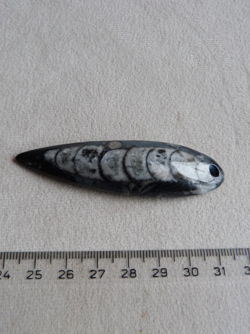 Orthoceras vrtaný - 7,4 cm — foto 4