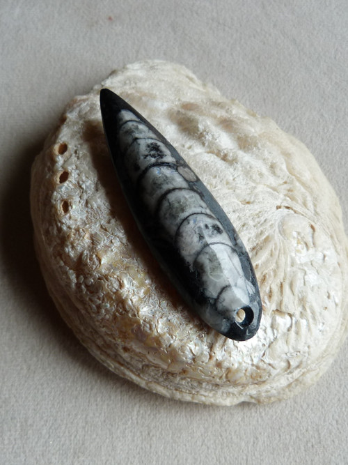 Orthoceras vrtaný - 7,4 cm — foto 3
