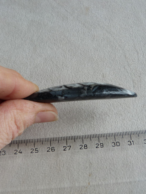 Orthoceras vrtaný - 7,4 cm — foto 5