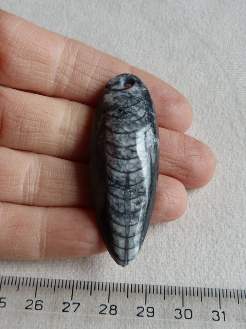 Orthoceras vrtaný - 5,6 cm — foto 2