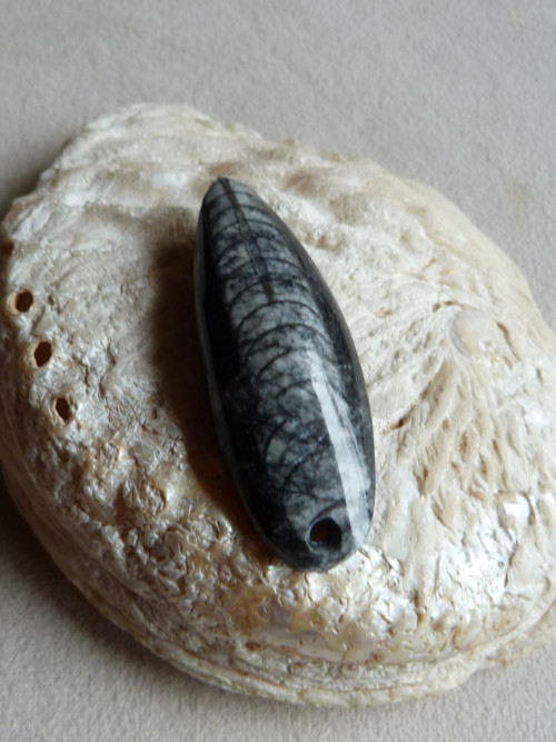 Orthoceras vrtaný - 5,6 cm — foto 3
